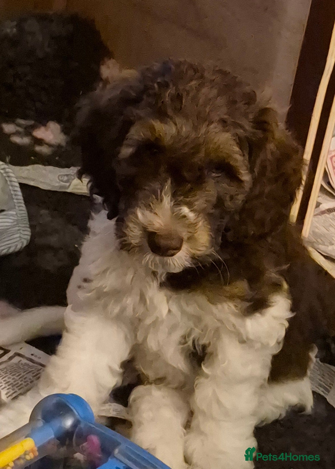 Cockapoo dogs Cockapoo Puppies. READY NOW 2 BOYS REMAINING  - Advert 4