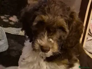 Cockapoo dogs Cockapoo Puppies. READY NOW 2 BOYS REMAINING - Advert 4