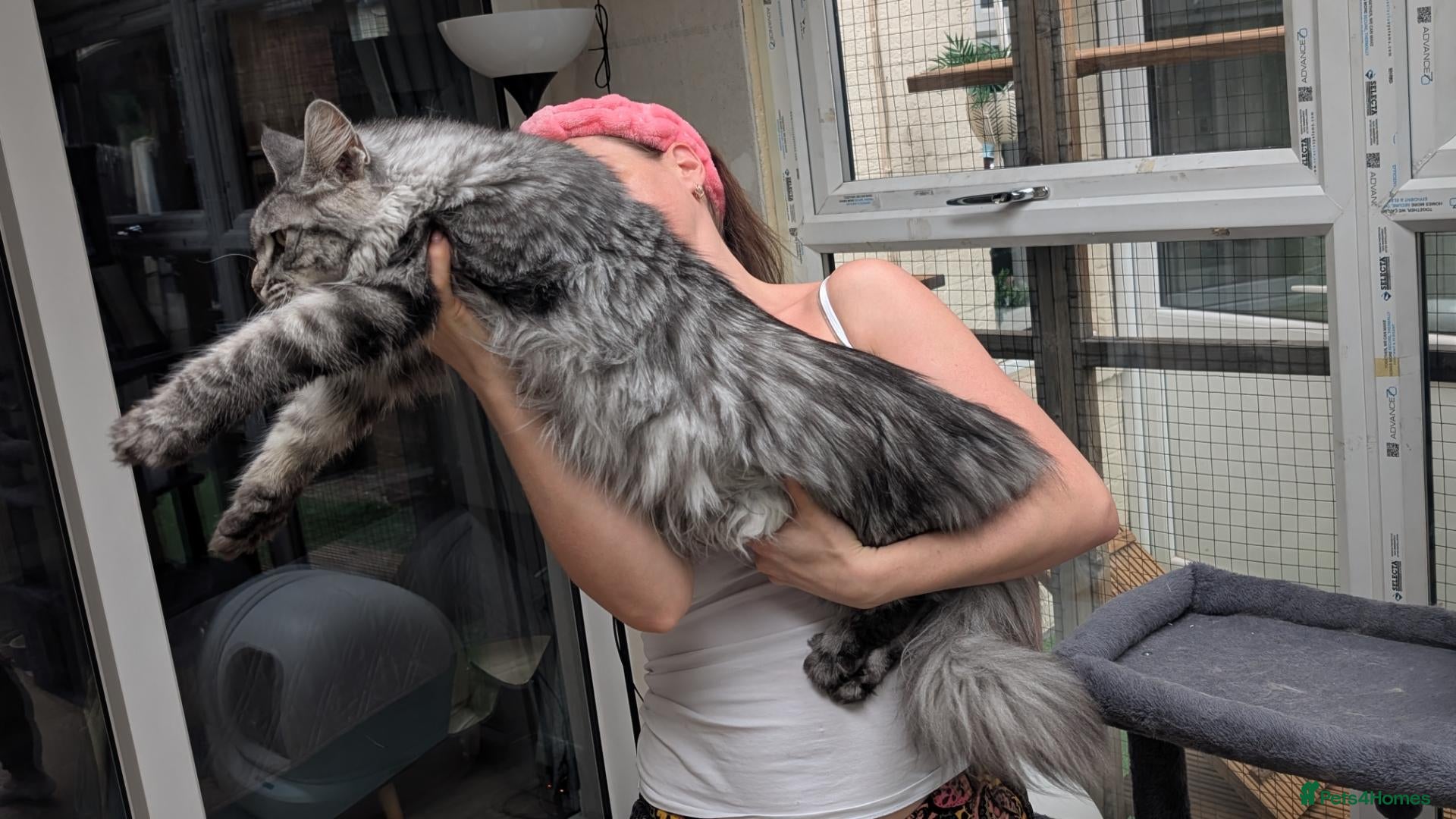 Maine Coon cats Active, large Maine coon female  - Advert 6