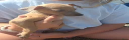 Italian Greyhound dogs for sale: Beautiful Italian-greyhound puppies - Advert 5