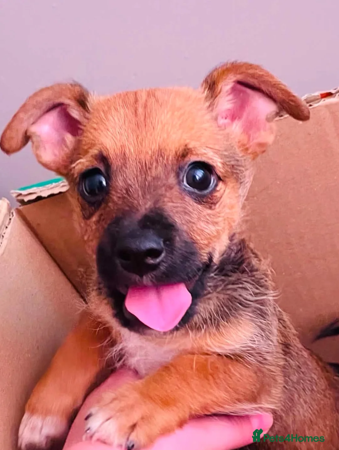 Mixed Breed dogs for sale: 2 puppies  - Advert 3