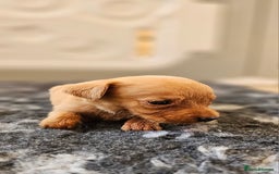 Labrador Retriever dogs for sale: THE LAST KC FOX RED GIRL READY TO LEAVE NOW  - Image 9