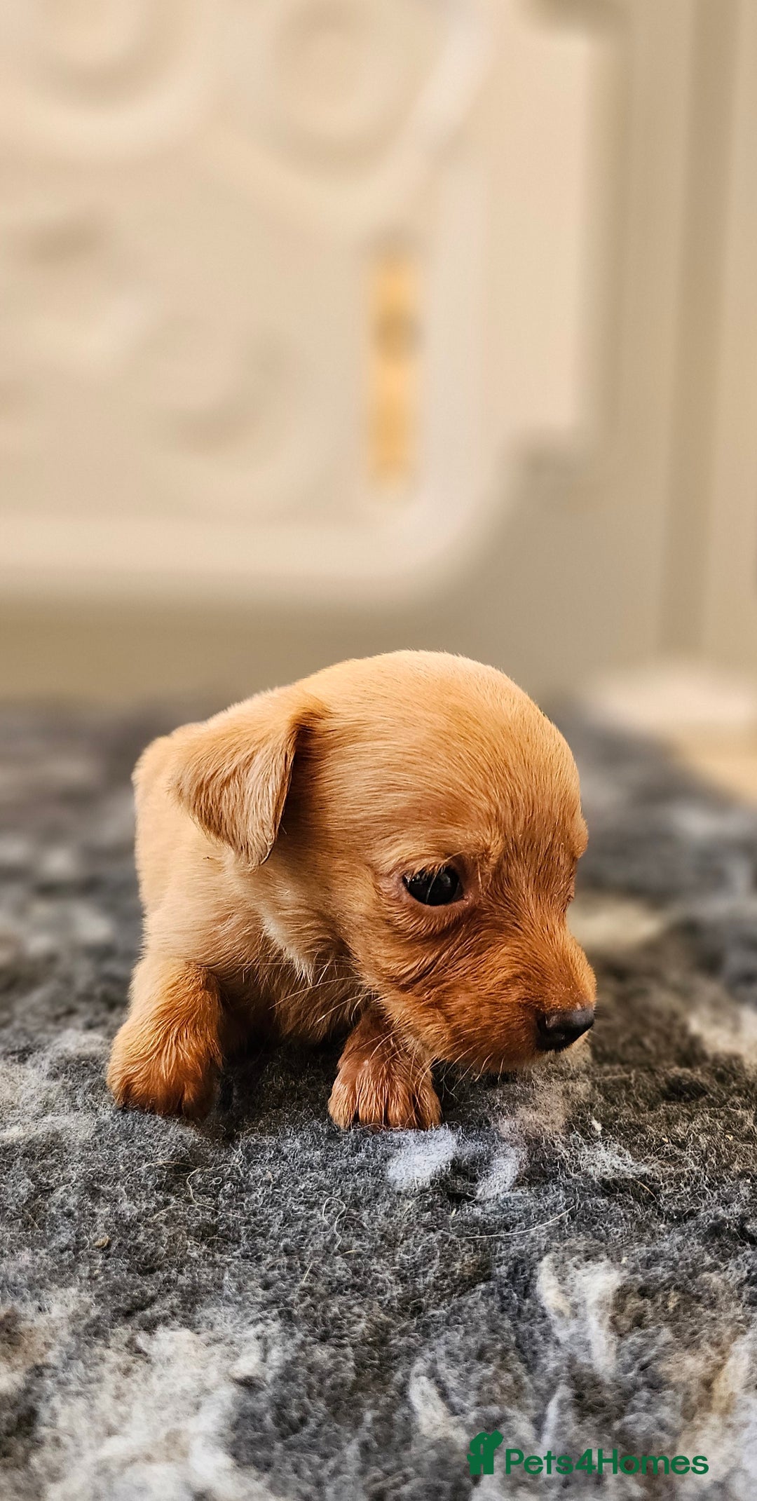 Labrador Retriever dogs for sale: THE LAST KC FOX RED GIRL READY TO LEAVE NOW  - Image 9