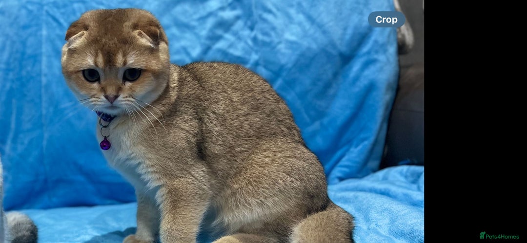 Scottish Fold cats for sale: Scottish Fold Kittens  - Advert 13