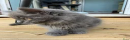 Mixed Breed cats for sale: Three beautiful kittens  - Advert 3