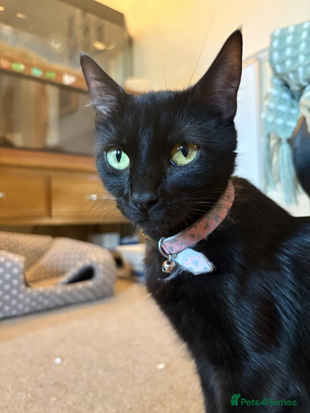 Mixed Breed cats for sale: Beautiful little kittens in Crowborough - Advert 1