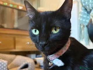 Mixed Breed cats Beautiful little kittens - Advert 2