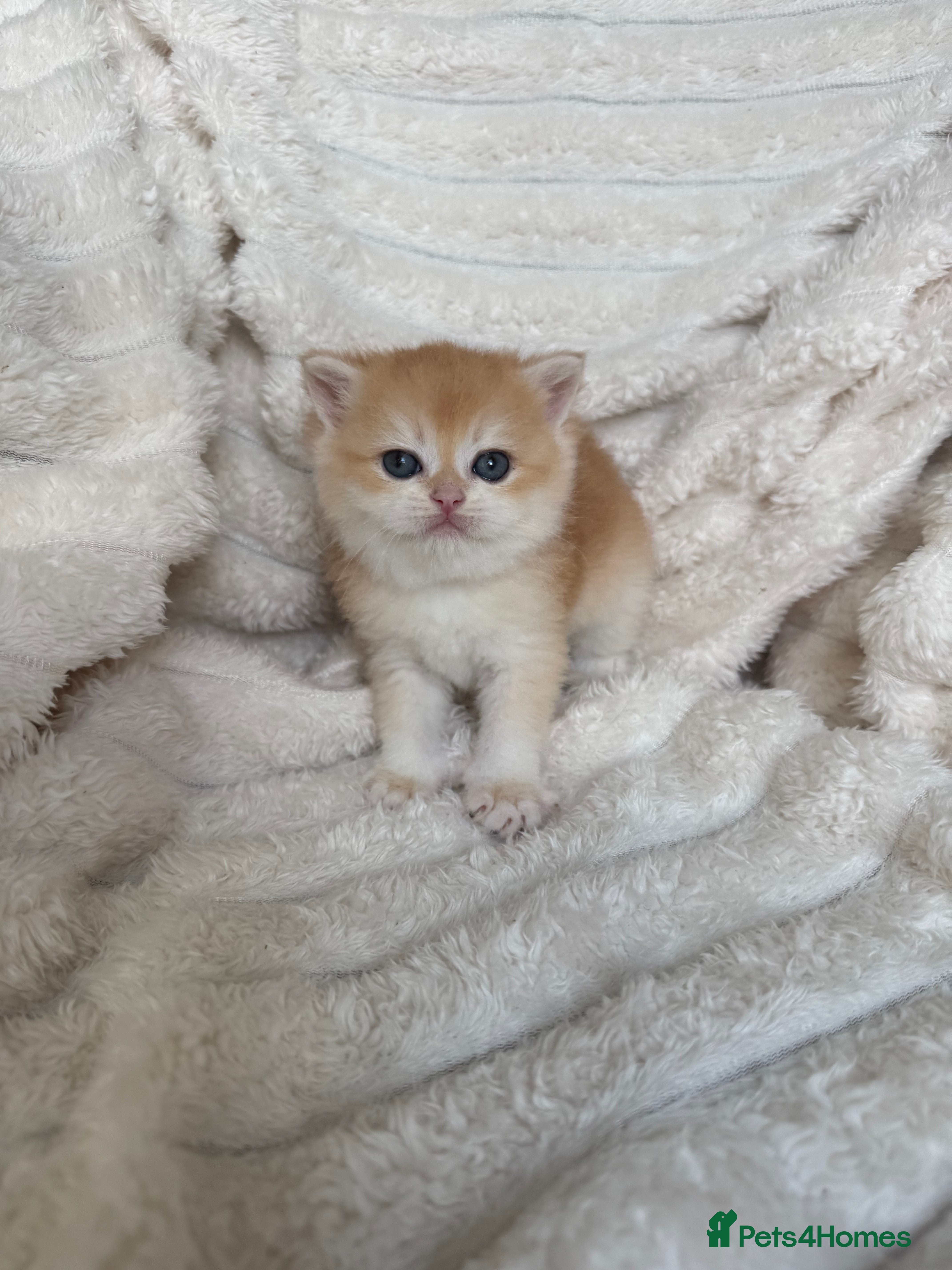 British Shorthair cats 🧡 Exceptional golden British shorthair kittens 🧡 - Advert 2