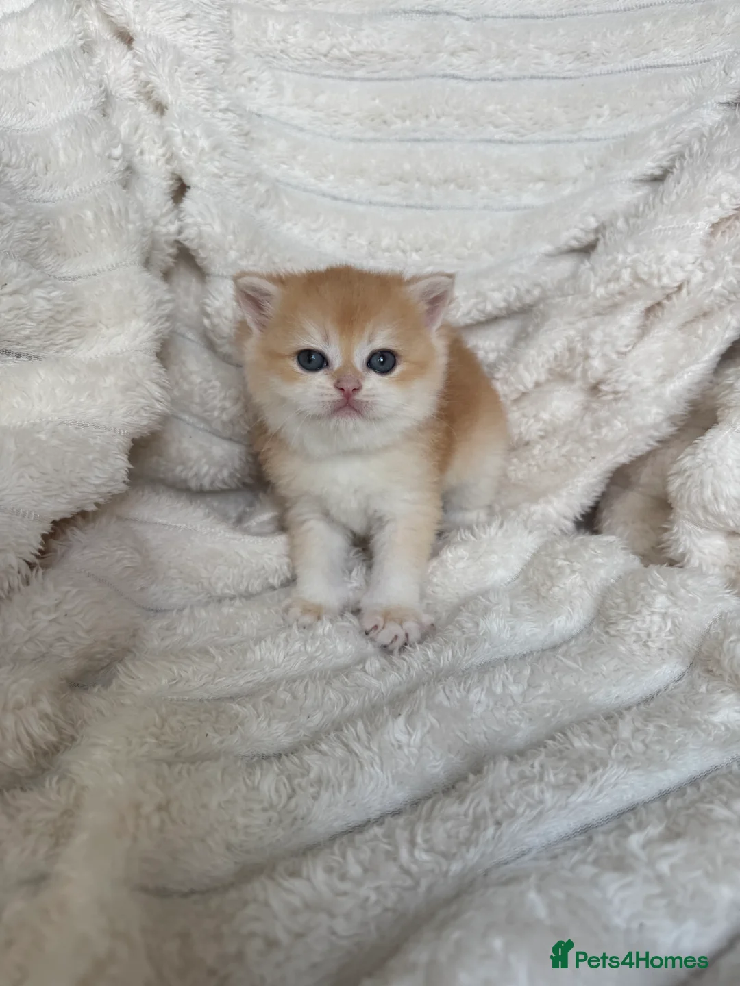 British Shorthair cats for sale: 🧡 Exceptional golden British shorthair kittens 🧡 - Advert 2