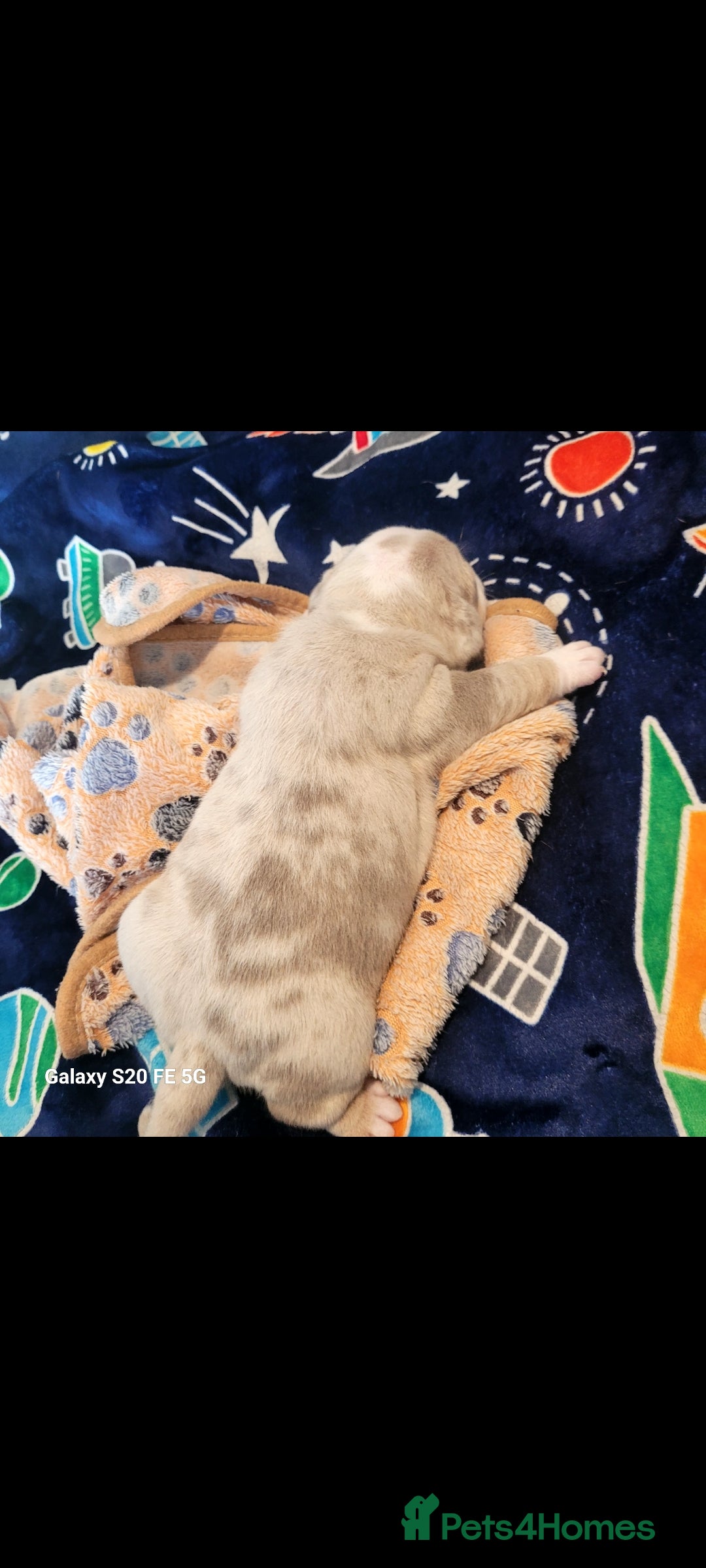 Olde English Bulldogge dogs for sale: Old English Bulldog Puppies - Image 3