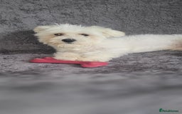 Bichon Frise dogs for sale: Bishon frise - Image 3