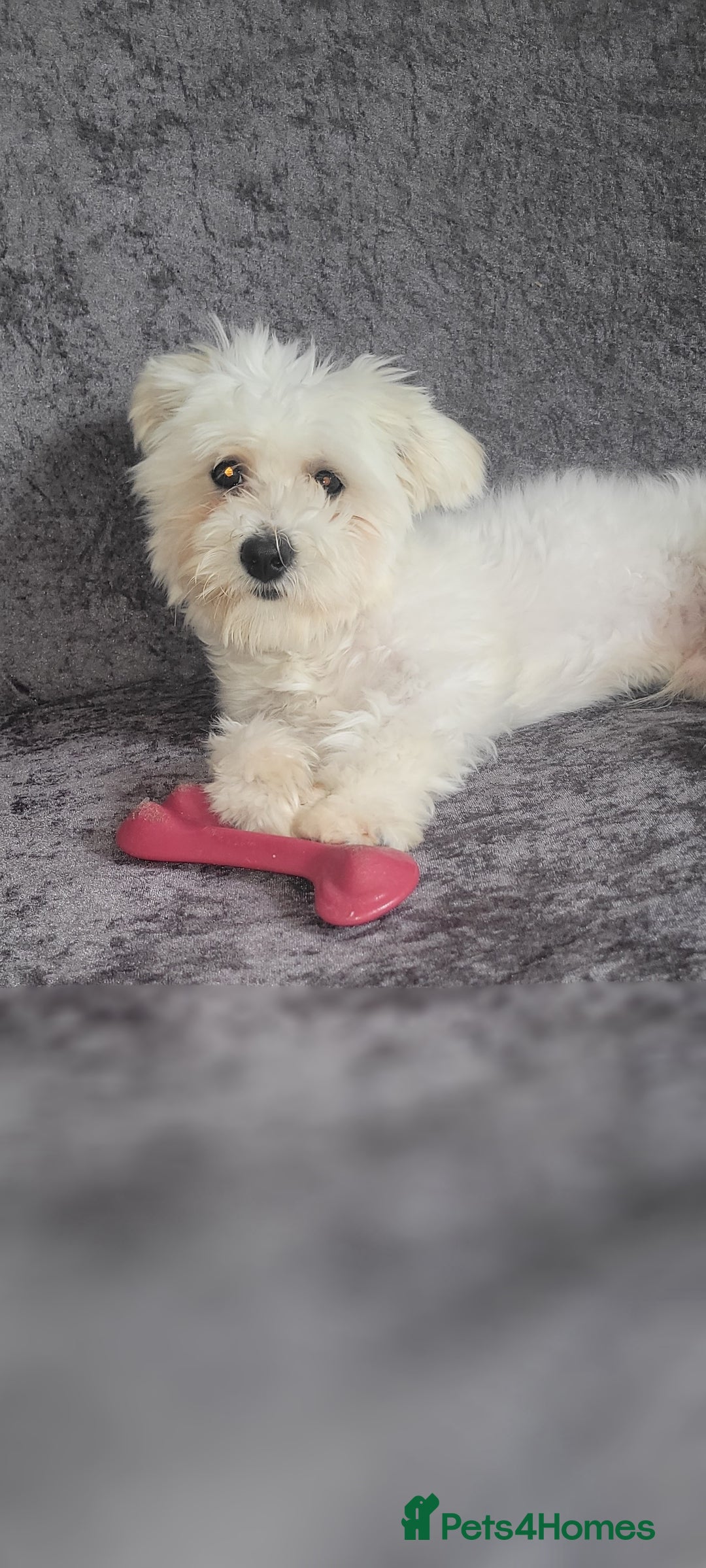 Bichon Frise dogs for sale: Bishon frise - Image 3