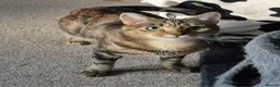 Mixed Breed cats for adoption: Chatty and Cuddly - Advert 1