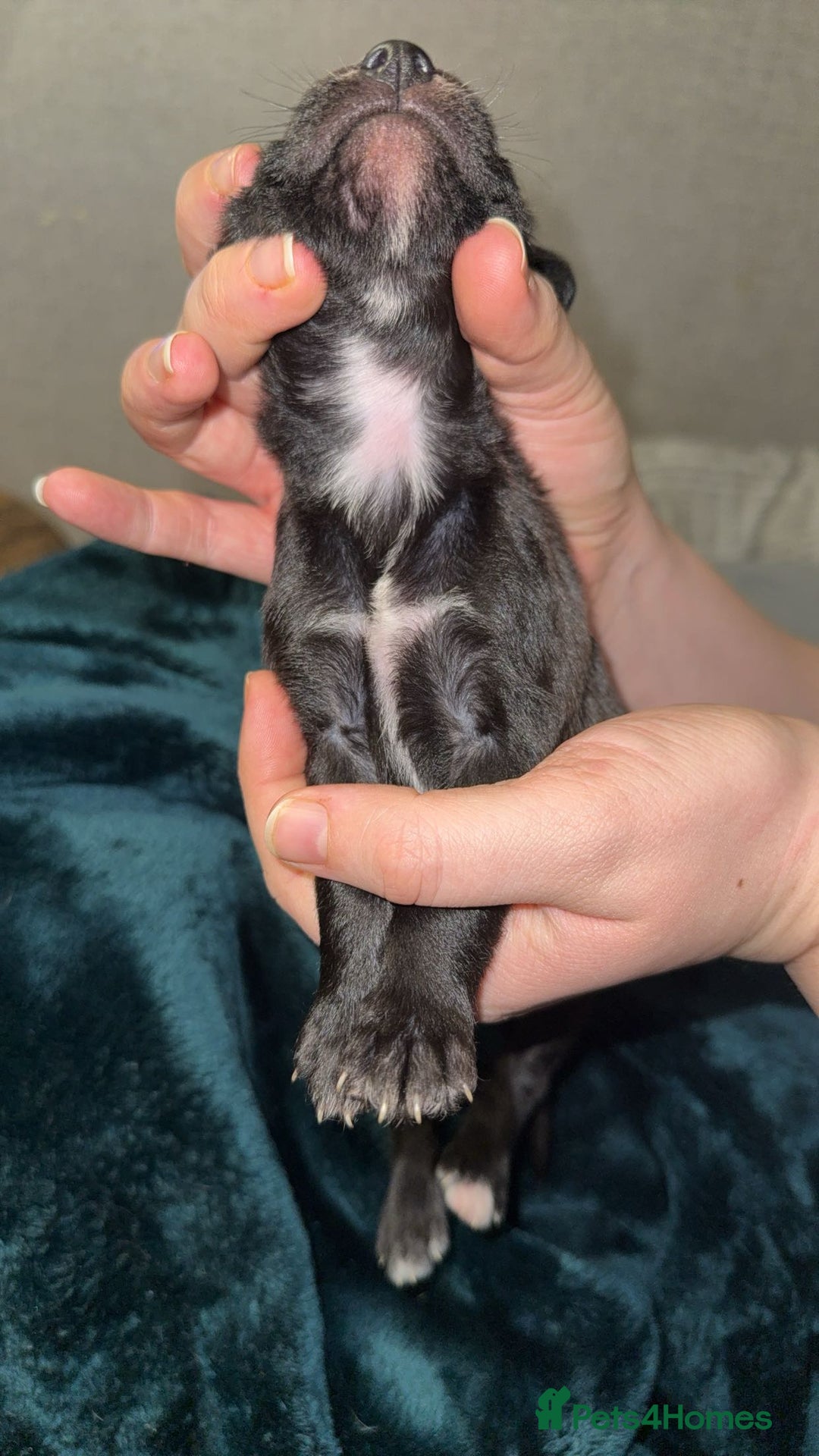 Lurcher dogs for sale: Bedding x whippet pups  - Advert 12