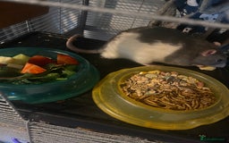 Rat rodents for sale: 2 friendly male rats  - Image 3