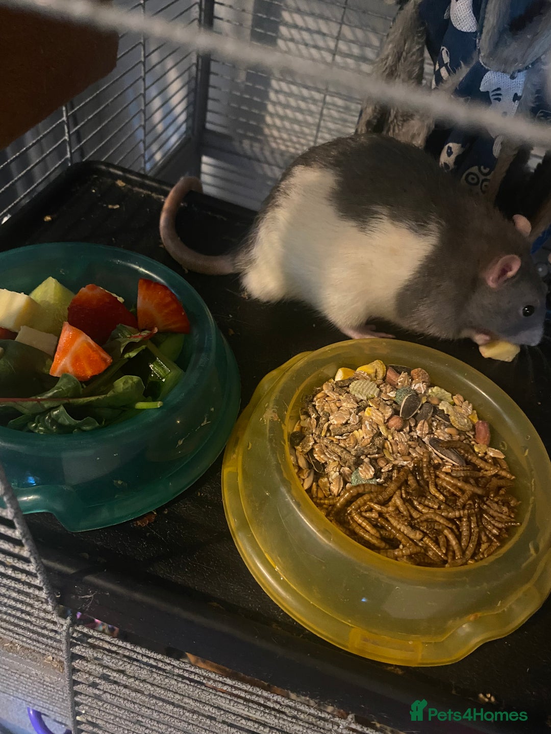 Rat rodents for sale: 2 friendly male rats  - Image 3