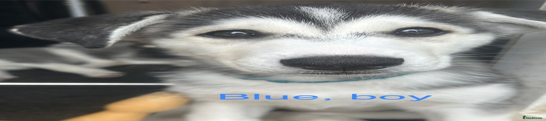 Puppy 4 Blue