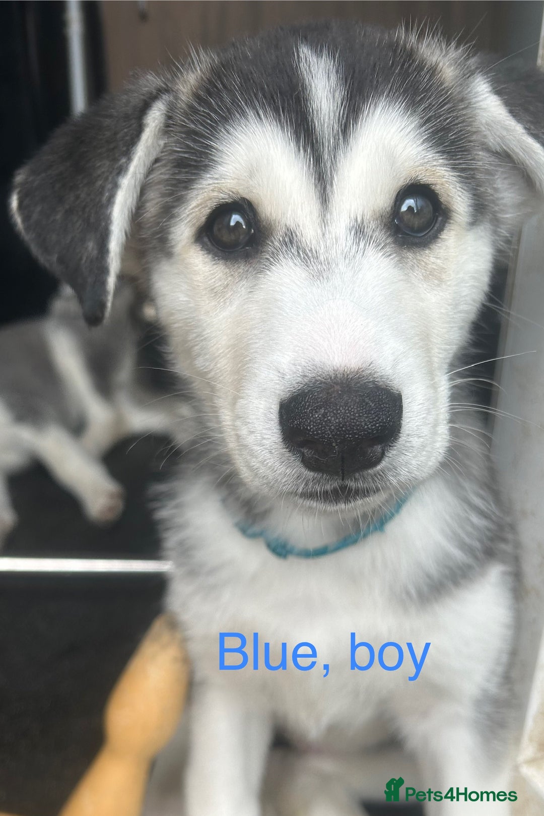Siberian Husky dogs for sale: Lovely husky puppies, ready for new homes on 25/8 - Image 30