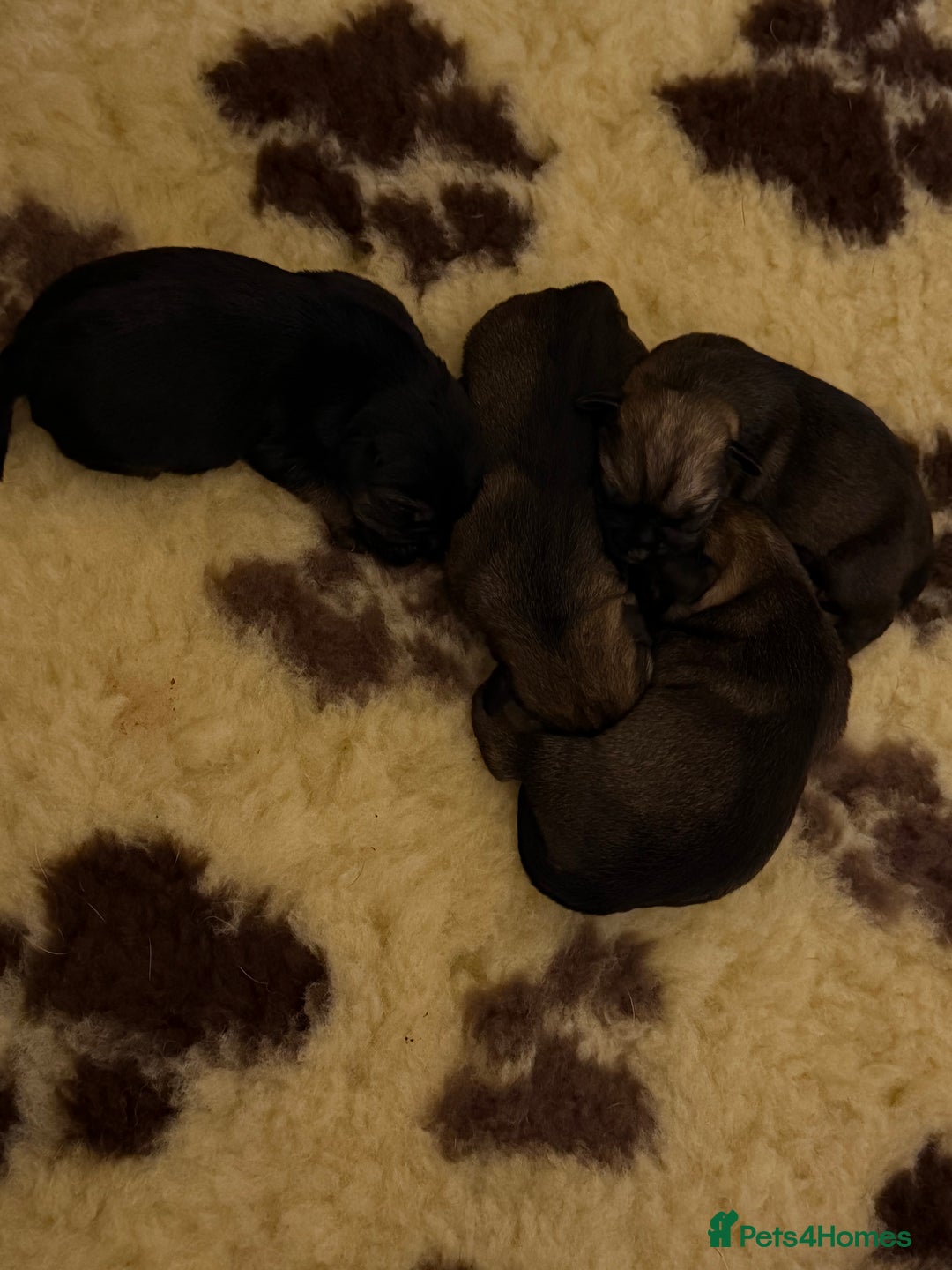 Border Terrier dogs for sale: Kc registered outstanding Border Terrier Pups  - Advert 7