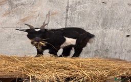 Goats livestock for sale: 2 x Male Pygmy Goats  - Image 1