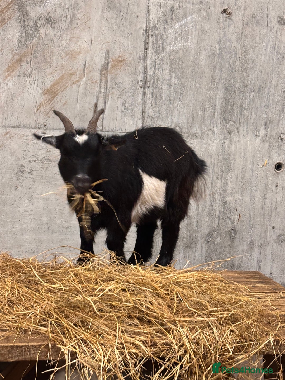 Goats livestock for sale: 2 x Male Pygmy Goats  - Image 1
