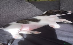 Jack Russell dogs for sale: Beautiful jack russle puppies - Image 33