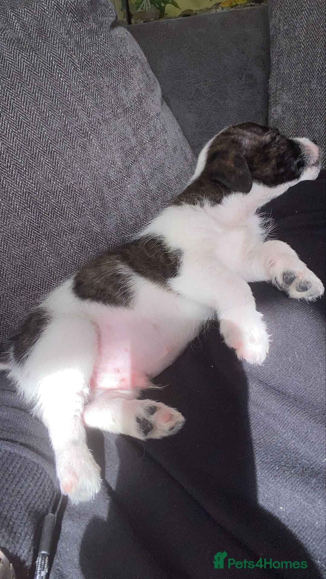 Jack Russell dogs for sale: Beautiful jack russle puppies - Image 33