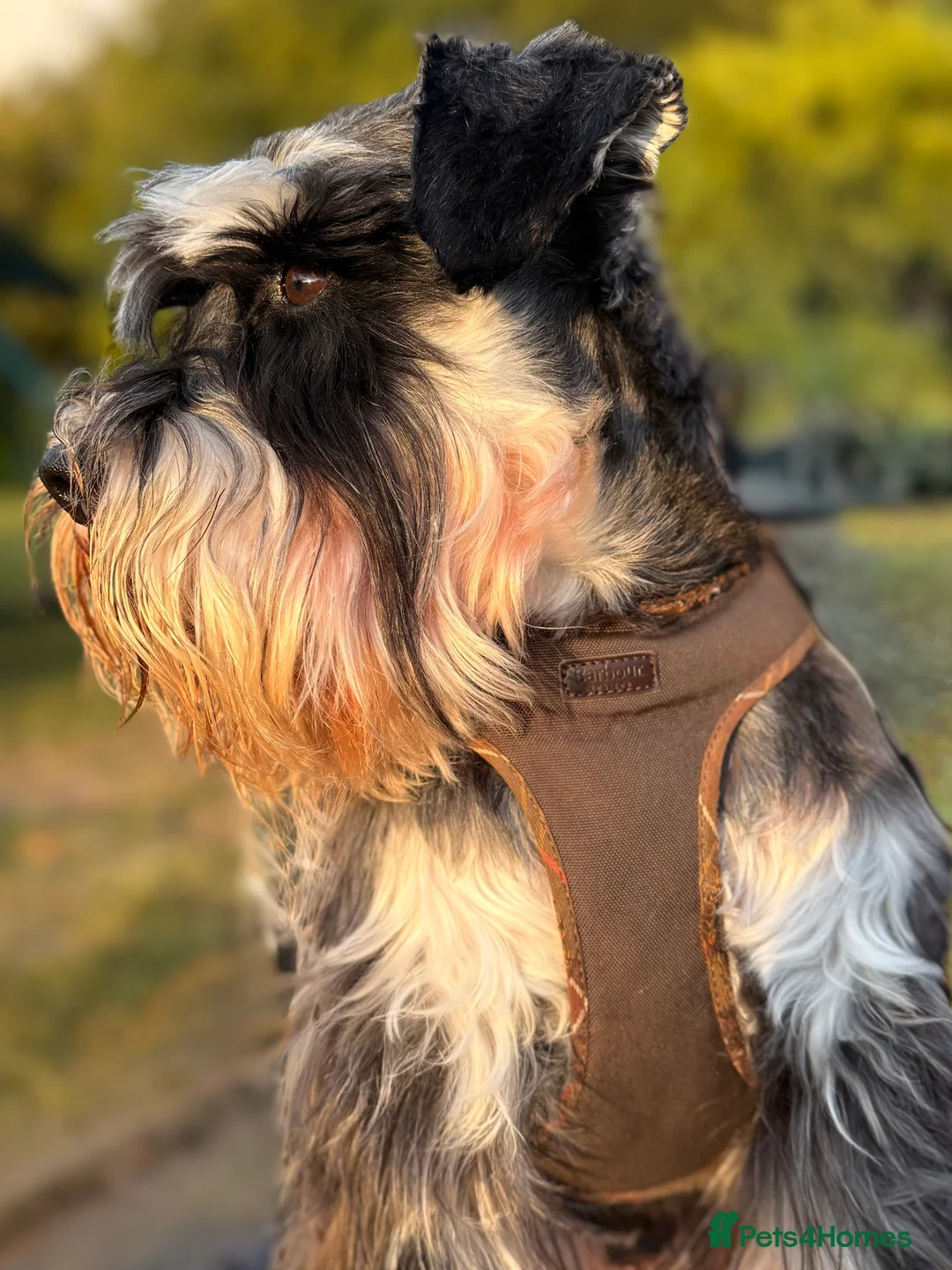 Miniature Schnauzer dogs for stud: Handsome boy looking for a girlfriend  - Advert 5