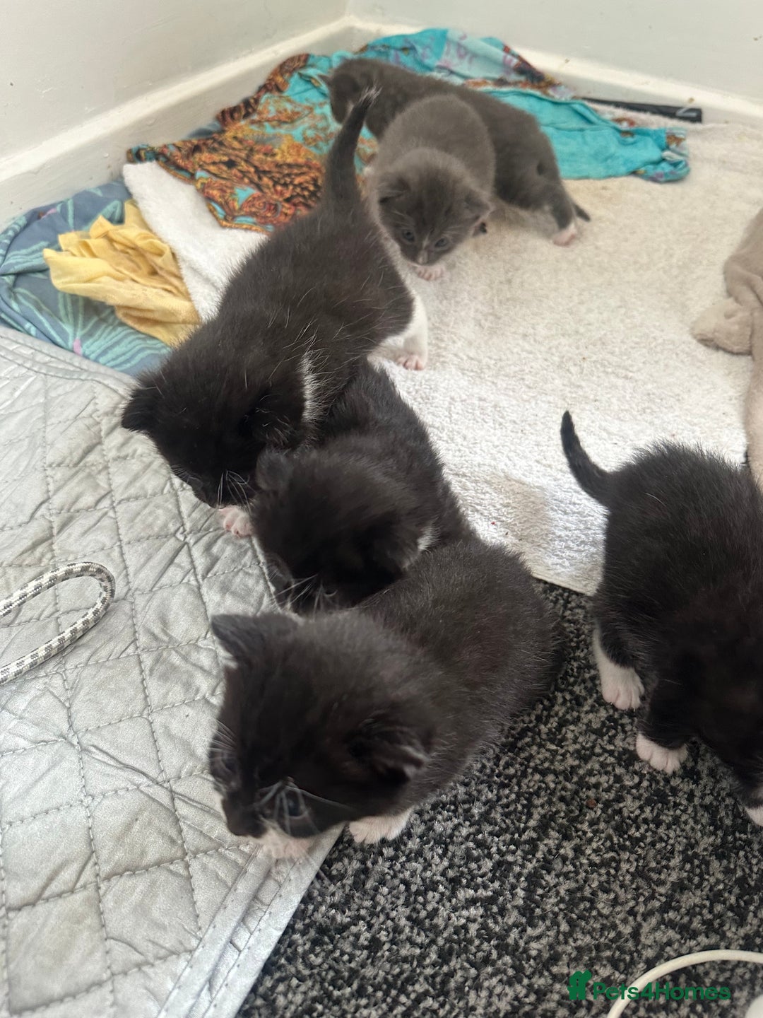 British Shorthair cats for sale: British short hair cross kittens - Image 16