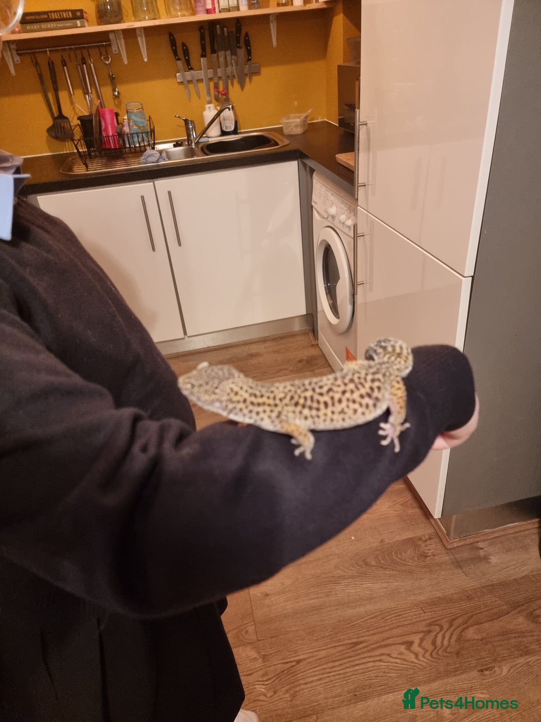 Gecko reptiles for sale: Leopard gecko  - Advert 2