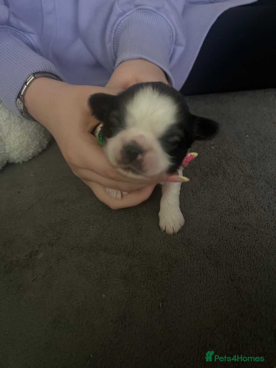 Shih Tzu dogs for sale: Shih tzu puppies  - Image 10
