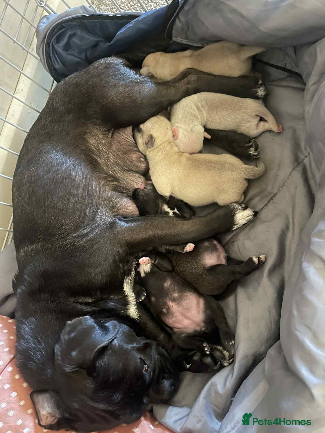Pug dogs for sale: 🐾 Adorable 9-Week-Old Pug Puppies 🐾 - Image 11