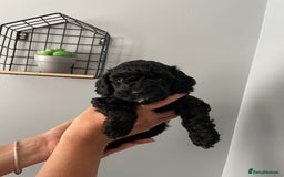Cockapoo dogs for sale: Cockapoo puppies  - Image 10