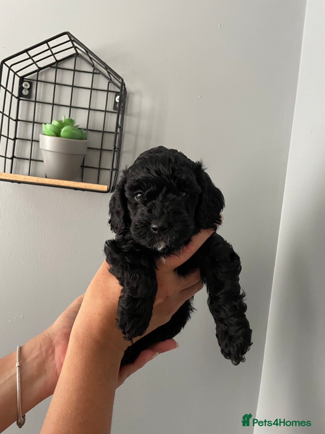 Cockapoo dogs for sale: Cockapoo puppies  - Image 10