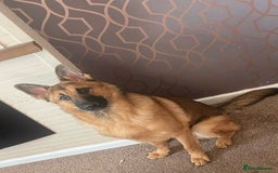 Mixed Breed dogs for sale: Male German shepherd - Image 1