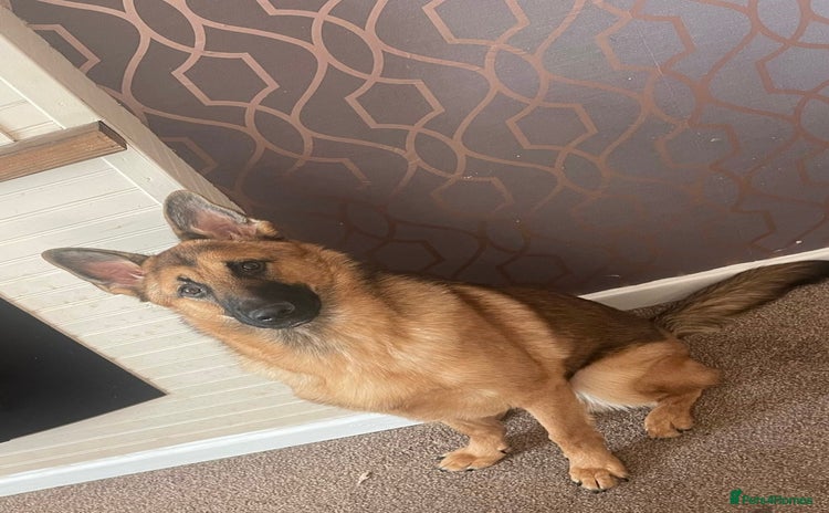 Mixed Breed dogs - Advert 1