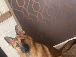 Mixed Breed dogs for sale - Advert 1