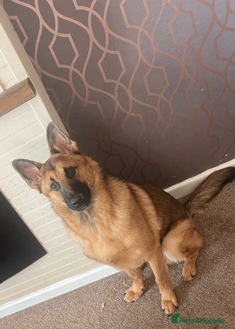 Mixed Breed dogs - Advert 1