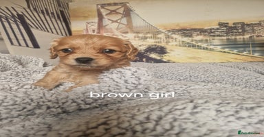 Cockapoo dogs - Advert 13