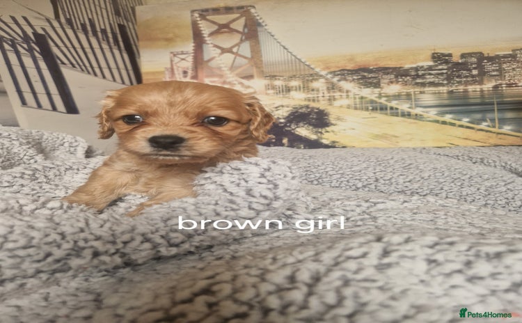 Cockapoo dogs - Advert 16