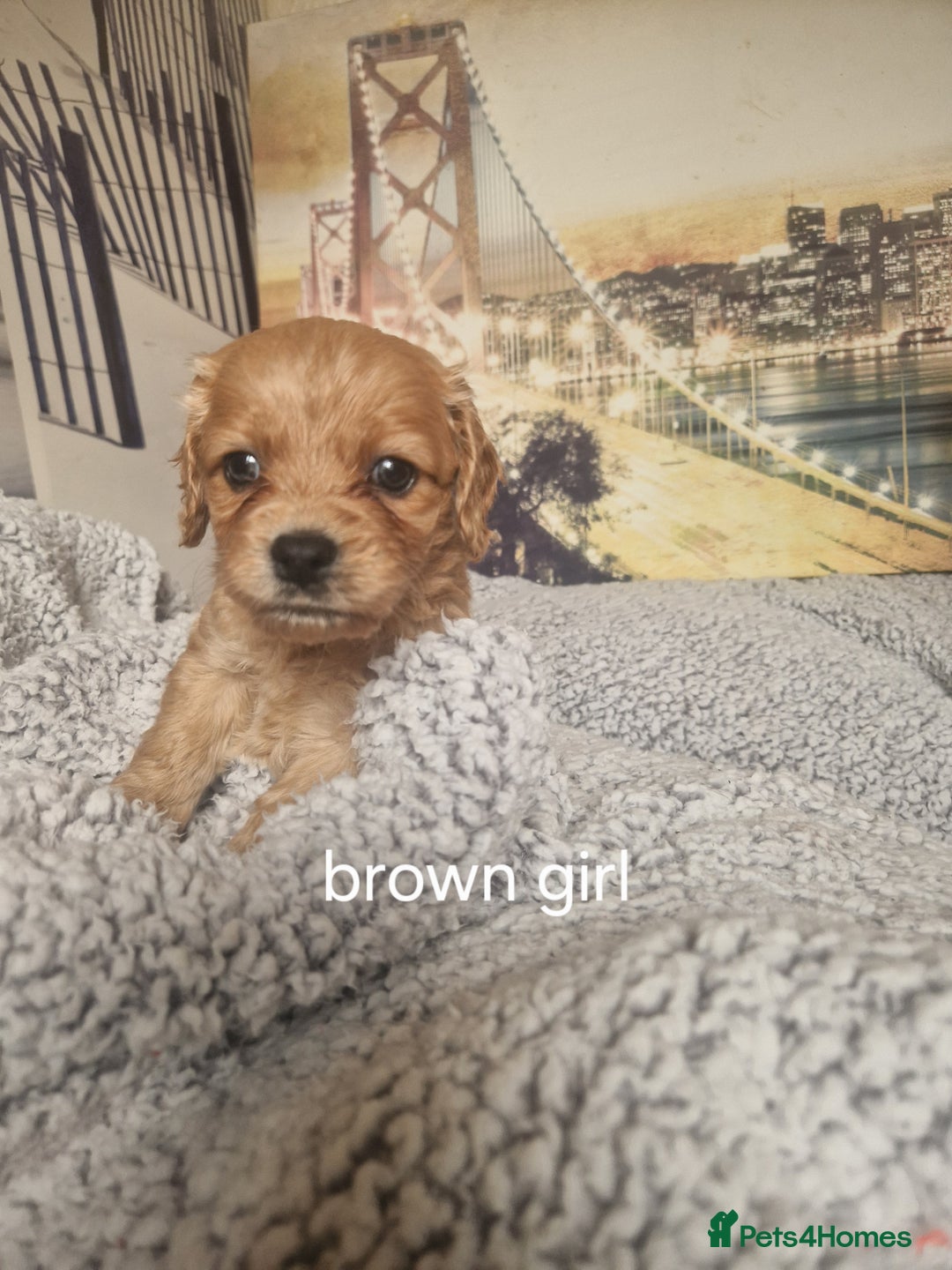 Cockapoo dogs for sale: 4 outstanding cockerpoos  - Image 22