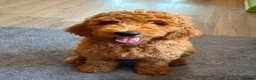 Bernedoodle dogs for sale: Beautiful Bernedoodle Looking for His Forever Home in St Albans - Advert 9