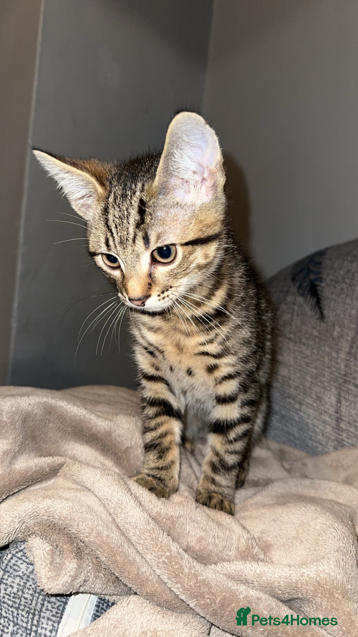 Mixed Breed cats Male kitten  - Advert 2