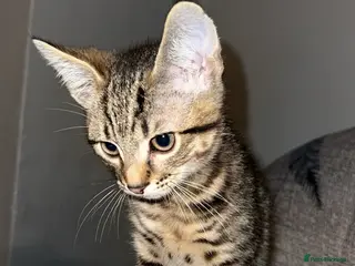 Mixed Breed cats Male kitten - Advert 1