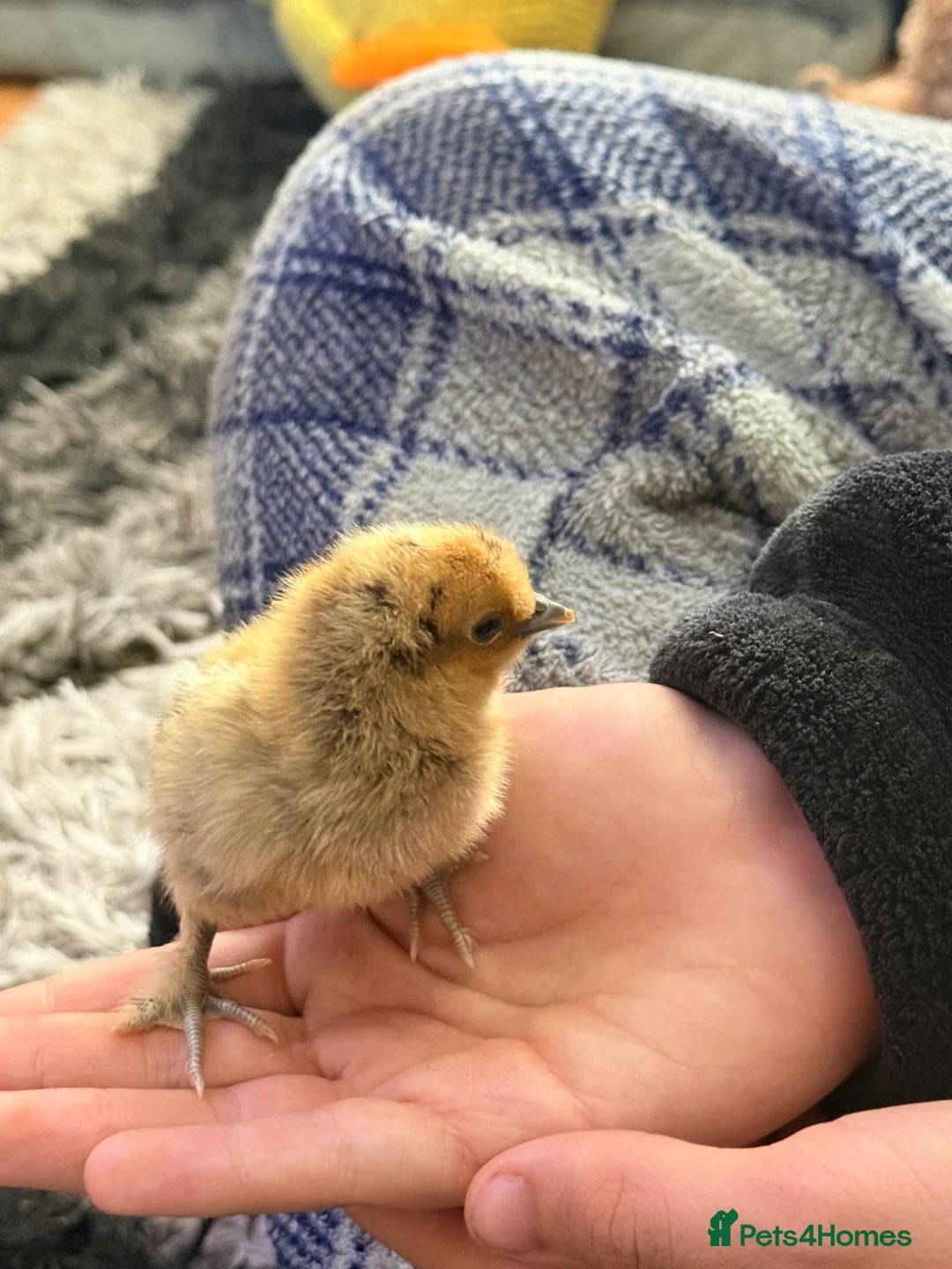 Chickens poultry for sale: Day old silkie chicks  - Advert 1