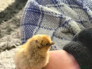 Chickens poultry Day old silkie chicks - Advert 1