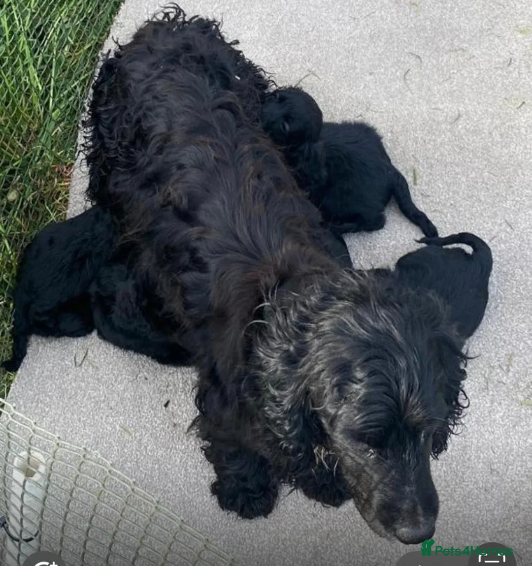 Cocker Spaniel dogs for sale: cocker spaniel puppies ready to leave  in Aylesford - Advert 2