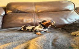 Dachshund dogs for sale: Beautiful standard dachshund puppies ❤️ - Image 7