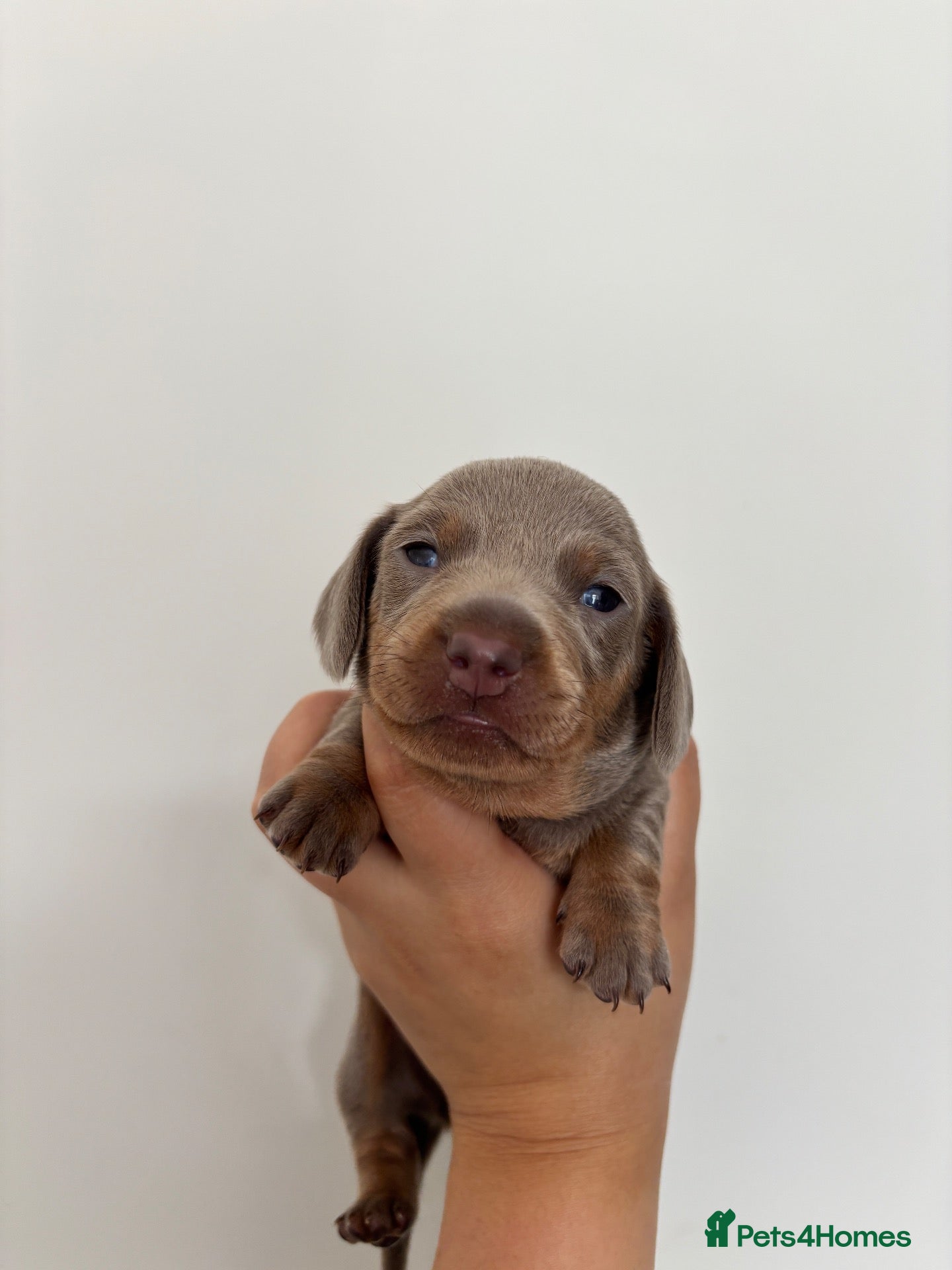 Miniature Dachshund dogs Smooth-haired Miniature dachshund puppies  - Advert 13