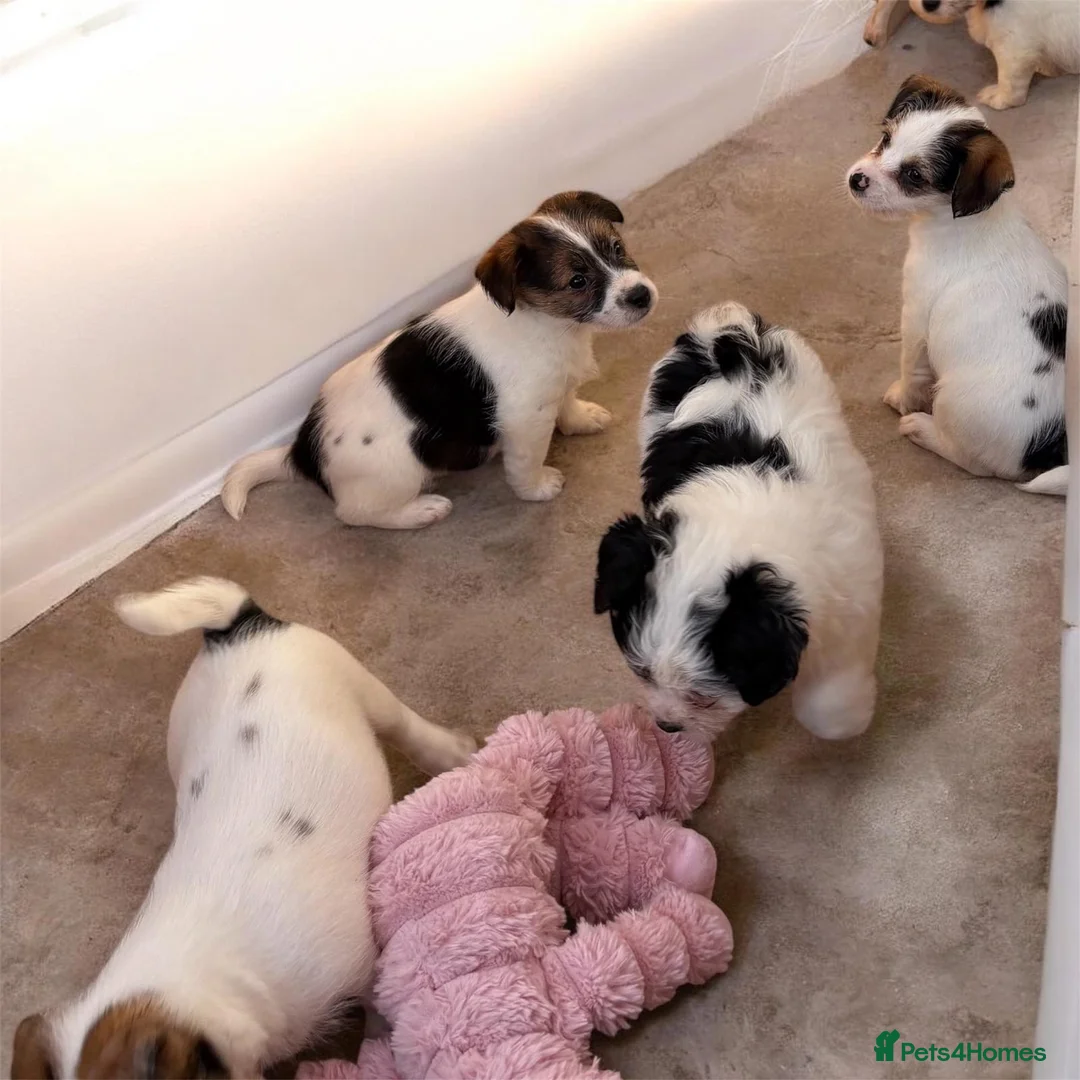 Jack Russell dogs for sale: Traditional short-legged Jack Russell puppy’s!  - Advert 13